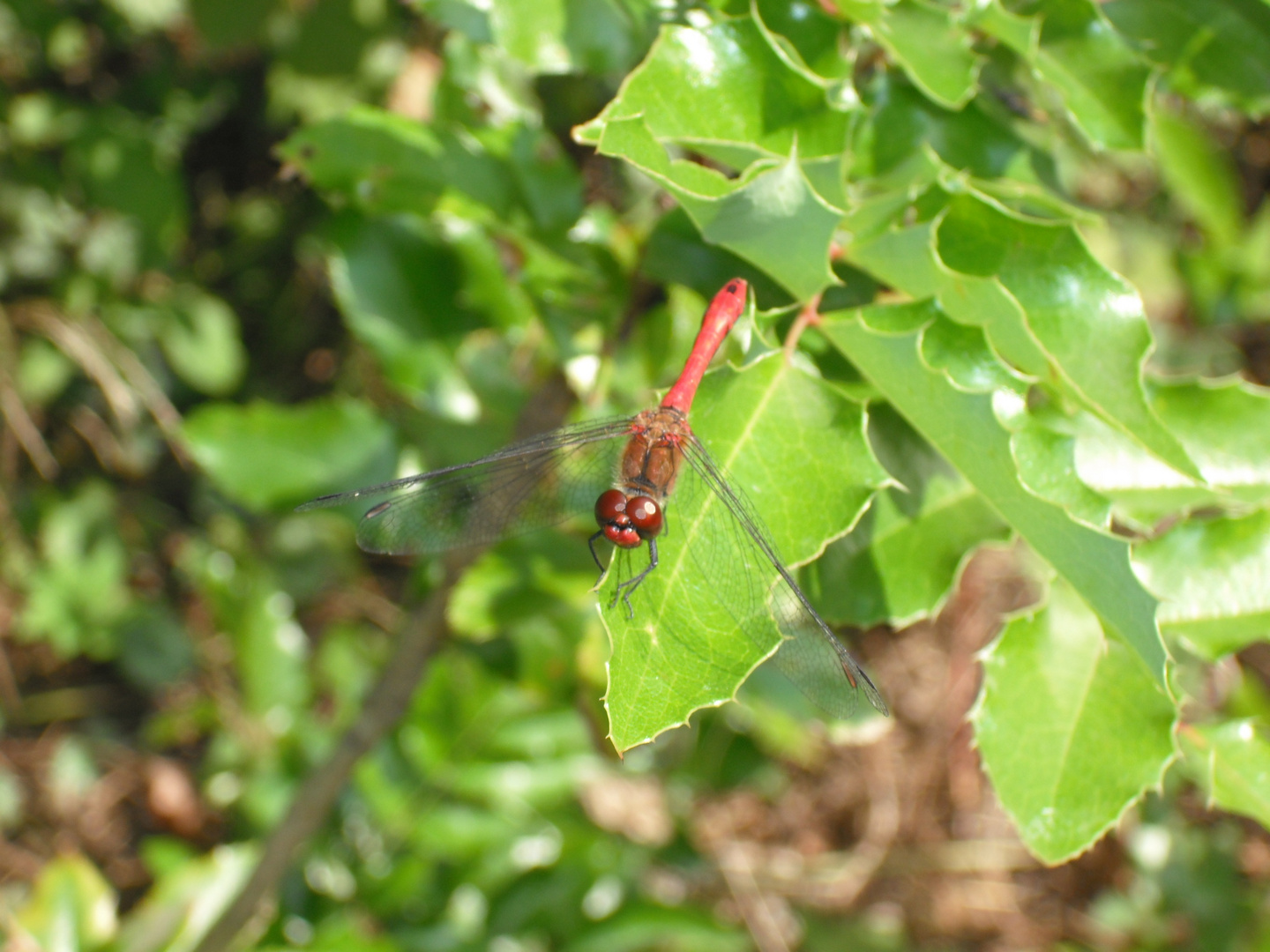 rote Libelle