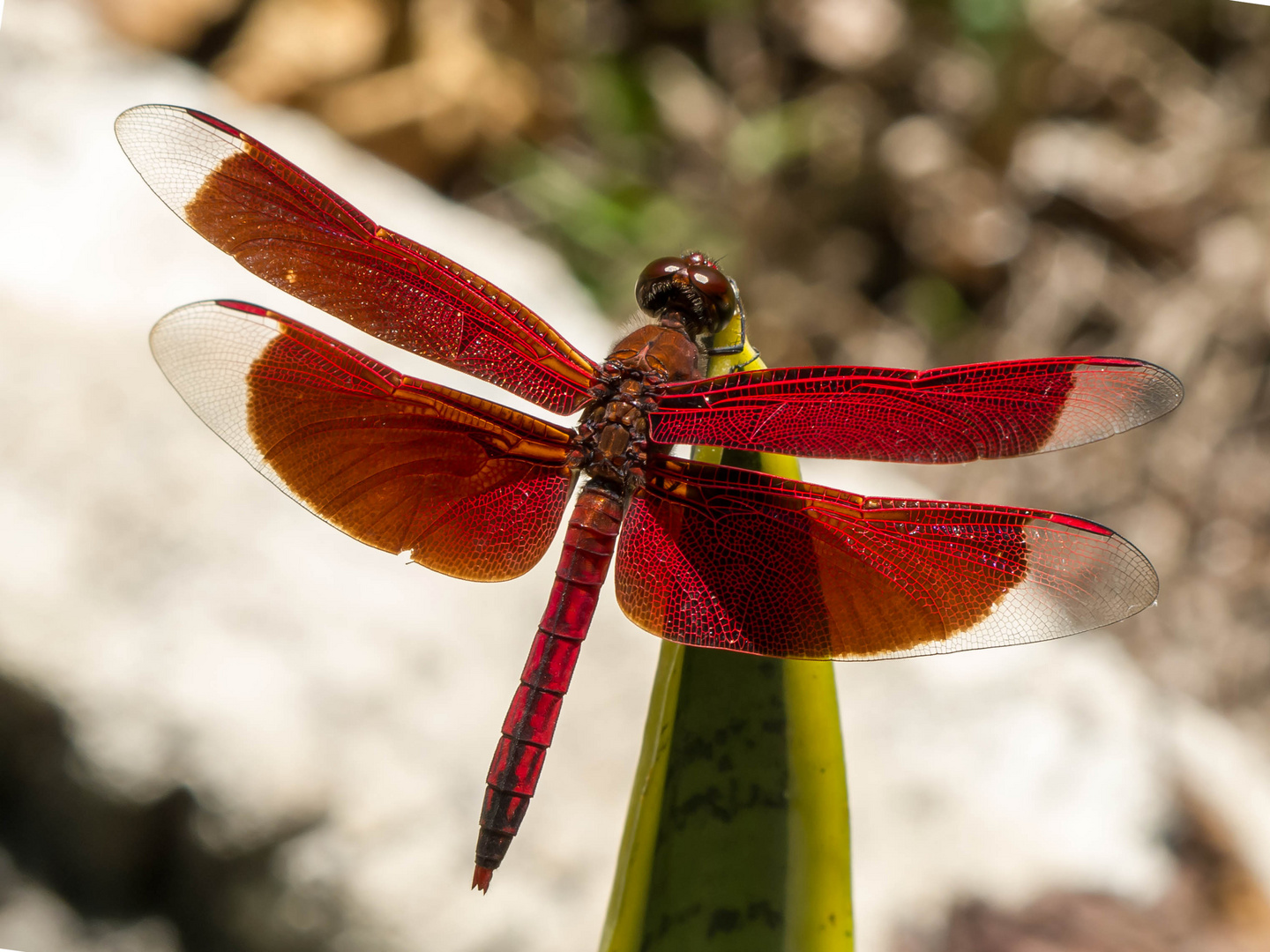 Rote Libelle