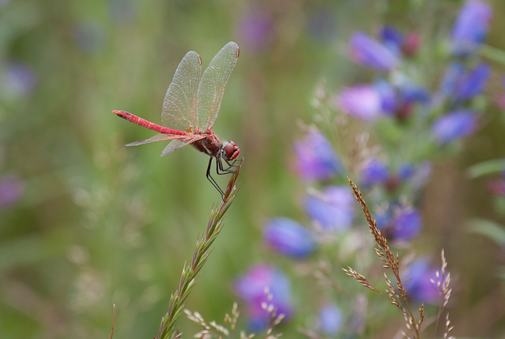 Rote Libelle