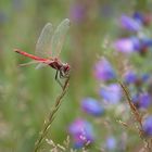 Rote Libelle