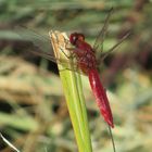 Rote Libelle