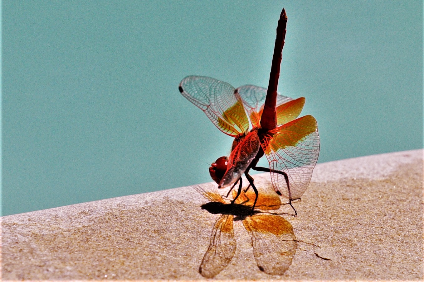 Rote Libelle