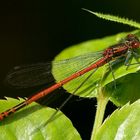 Rote Libelle