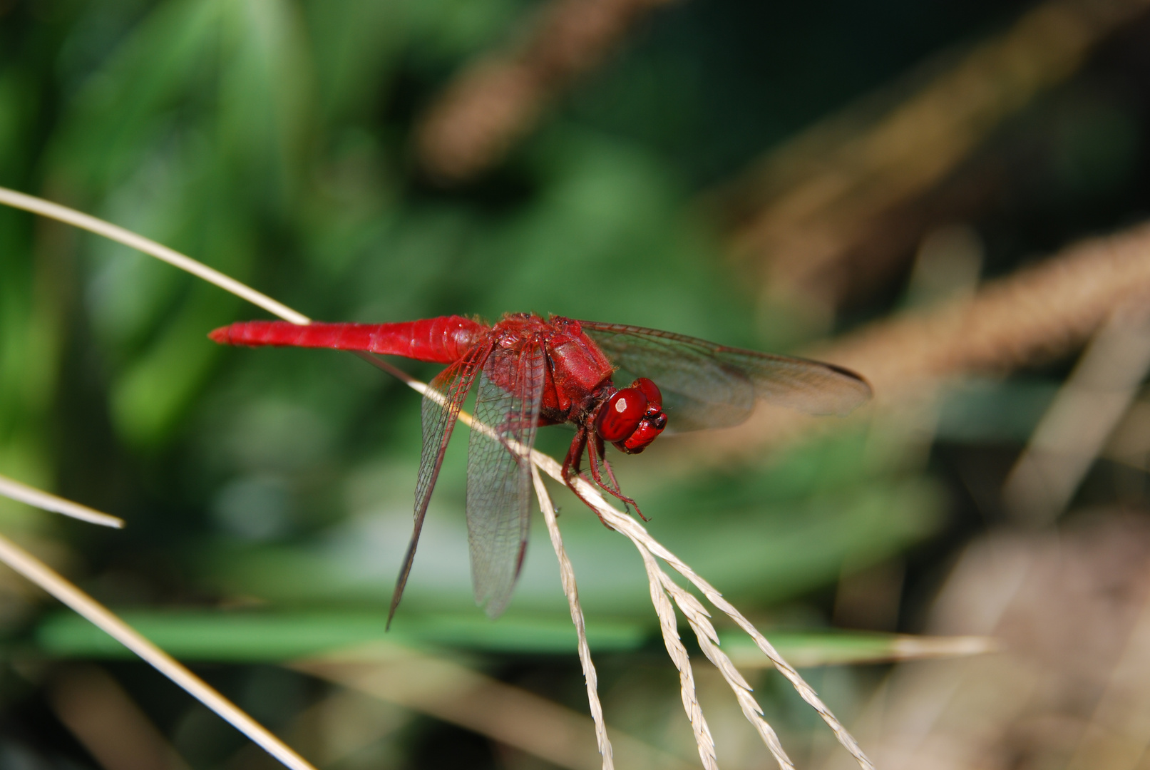 rote Libelle