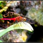 Rote Libelle