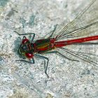 rote Libelle, Adonislibelle (Pyrrhosoma nymphula)