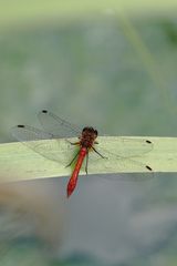 Rote Libelle