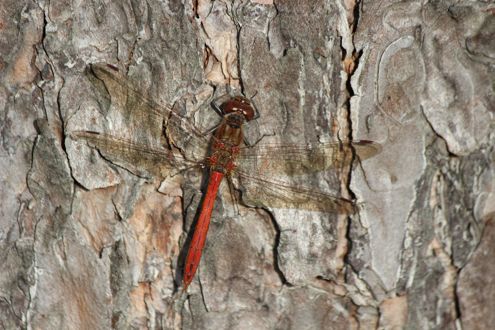 Rote Libelle am Baum