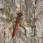 Rote Libelle am Baum