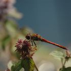 Rote Libelle am Gartenteich