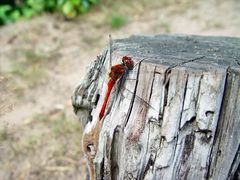 rote Libelle am schwarzen Wasser