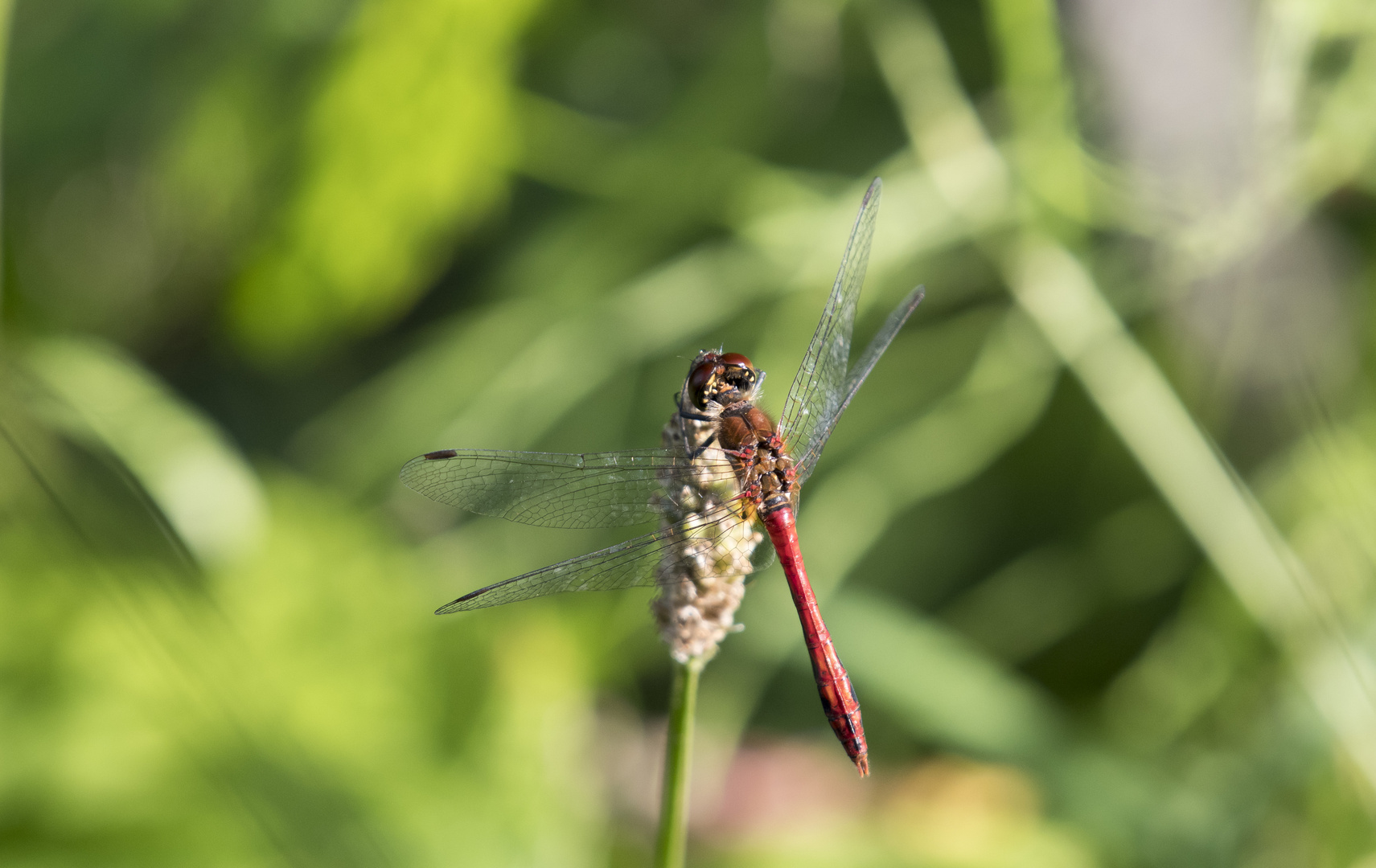 Rote Libelle am See