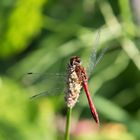 Rote Libelle am See