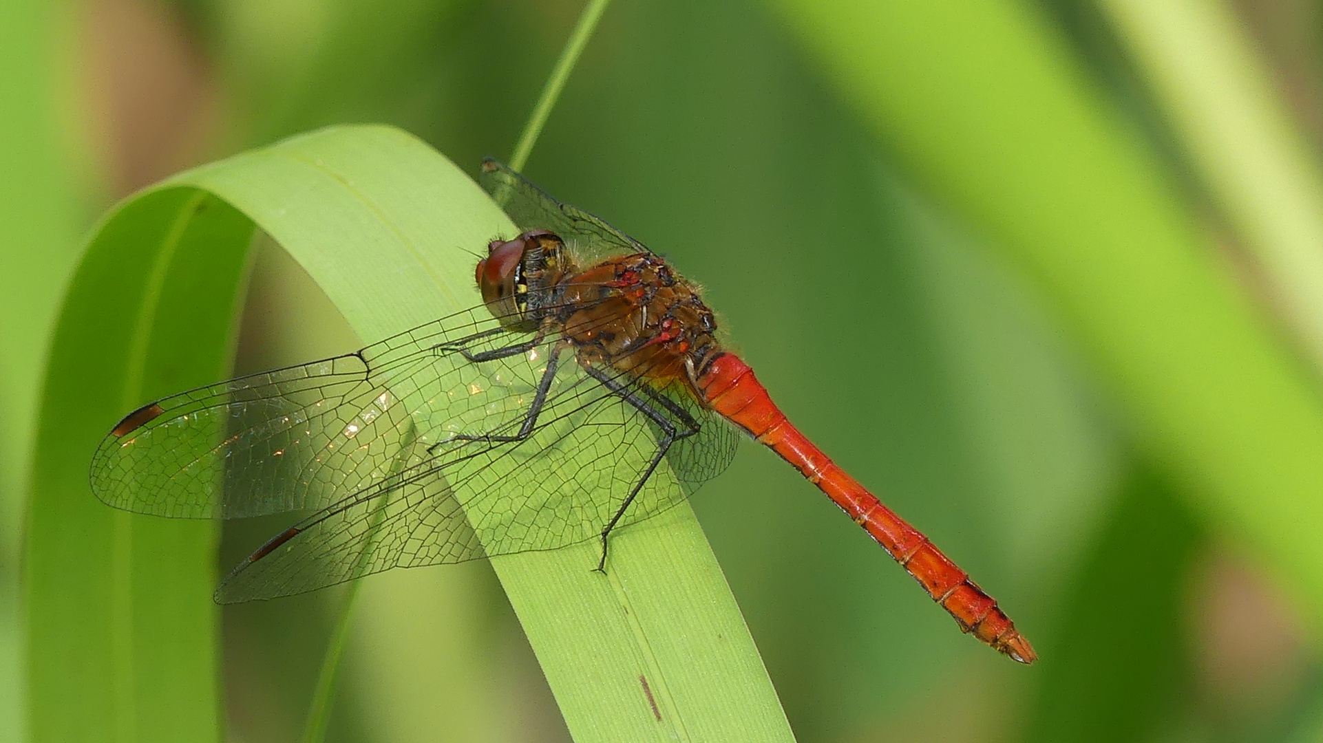 Rote Libelle am Teich..