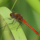 Rote Libelle am Teich..