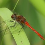 Rote Libelle am Teich..