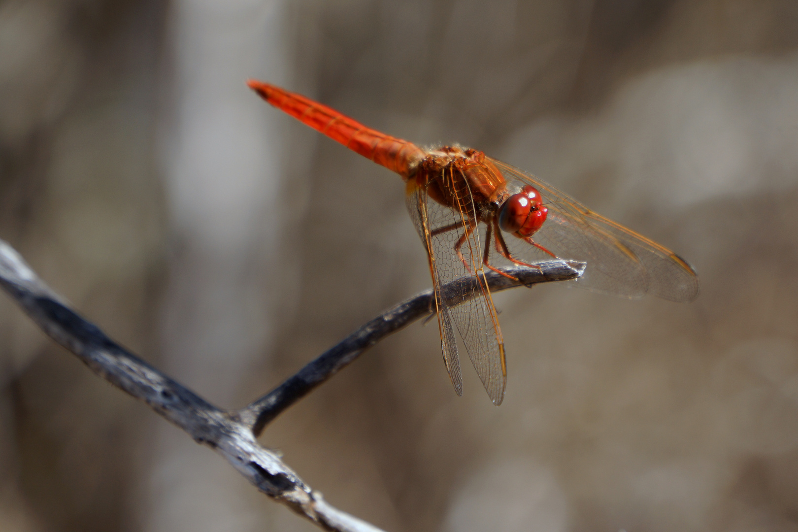 Rote Libelle - auf dem Lomo de Cochones im Valle Hermosa