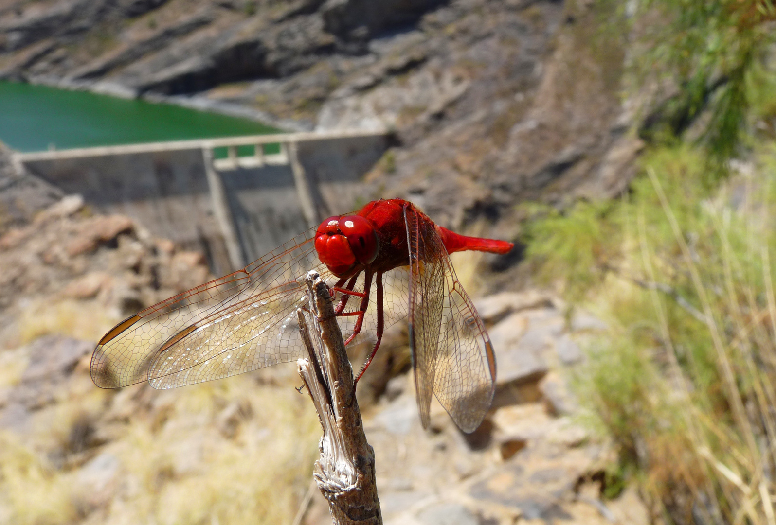 Rote Libelle auf Gran Canaria