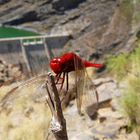 Rote Libelle auf Gran Canaria