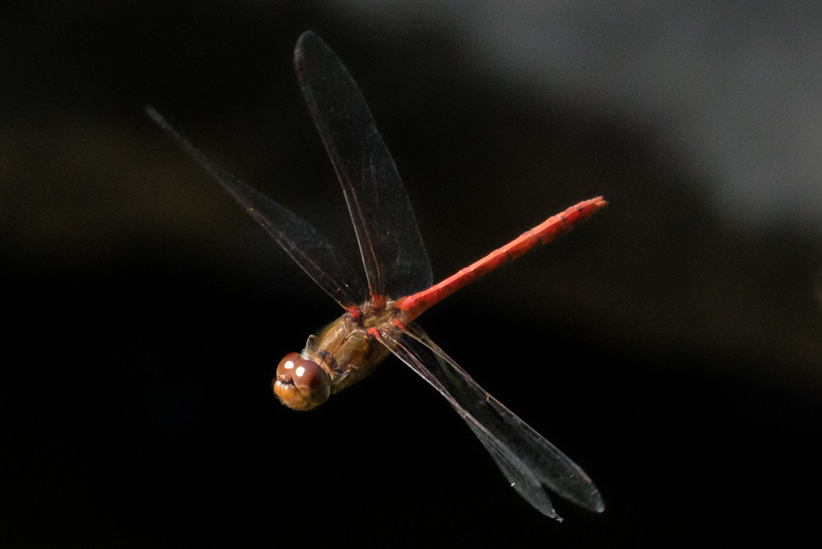 Rote Libelle auf Jagd