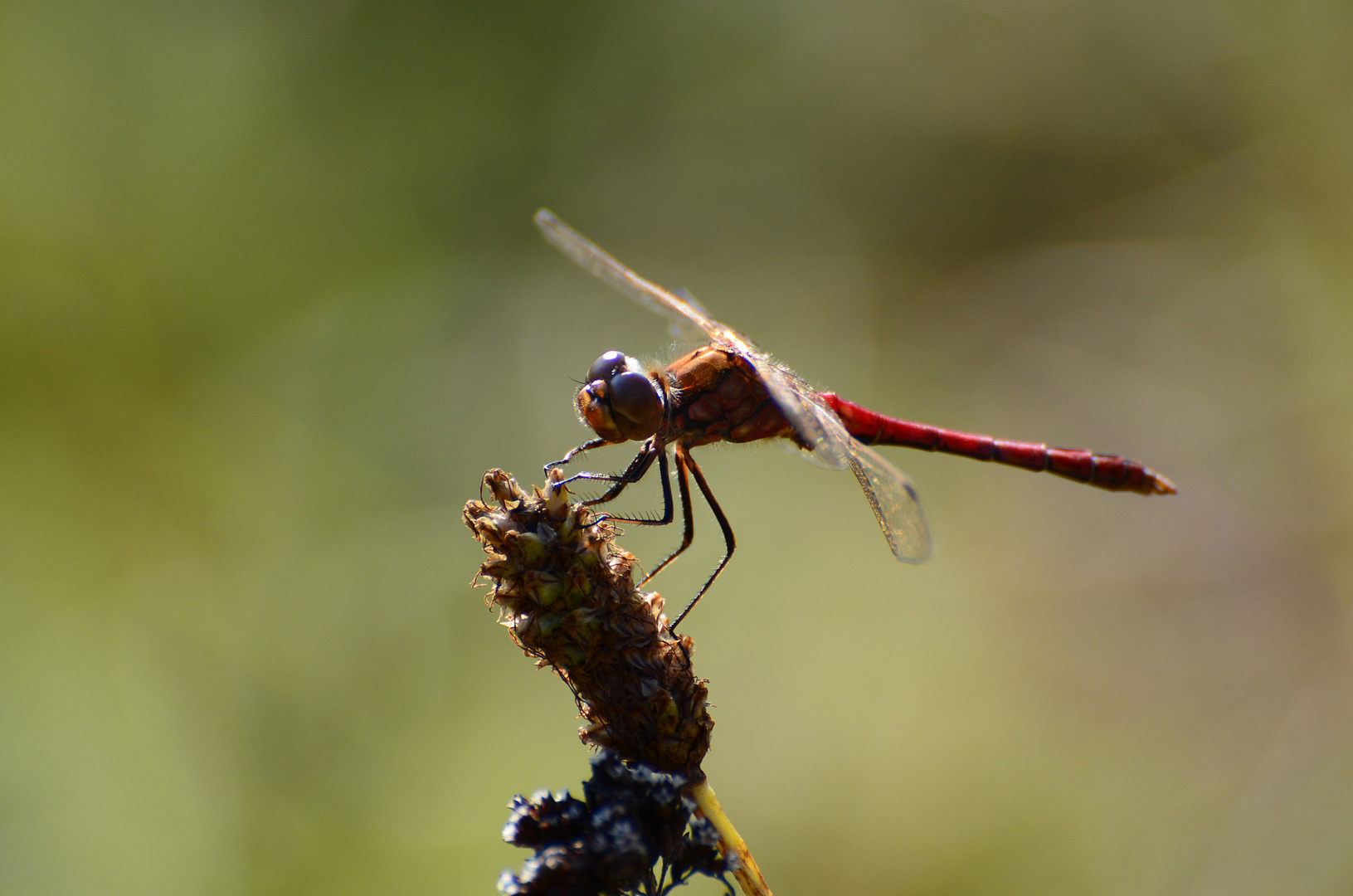 rote Libelle auf Pflanze