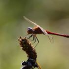 rote Libelle auf Pflanze