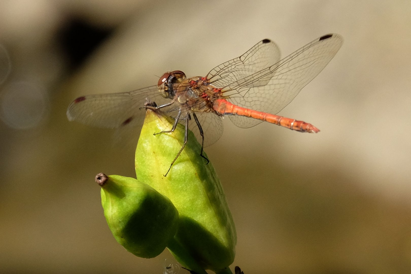 Rote Libelle auf Posten