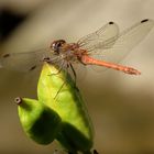 Rote Libelle auf Posten