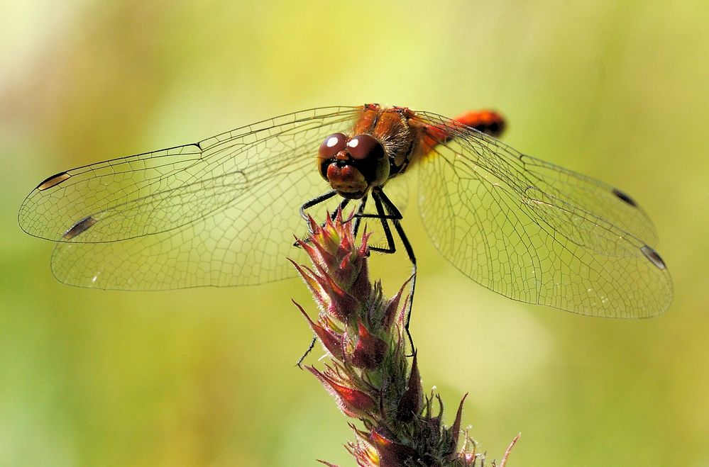 Rote Libelle auf roter Pflanze