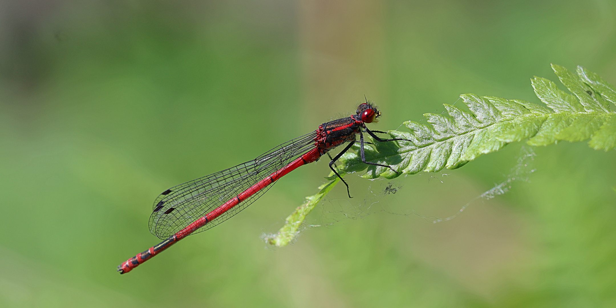 rote libelle