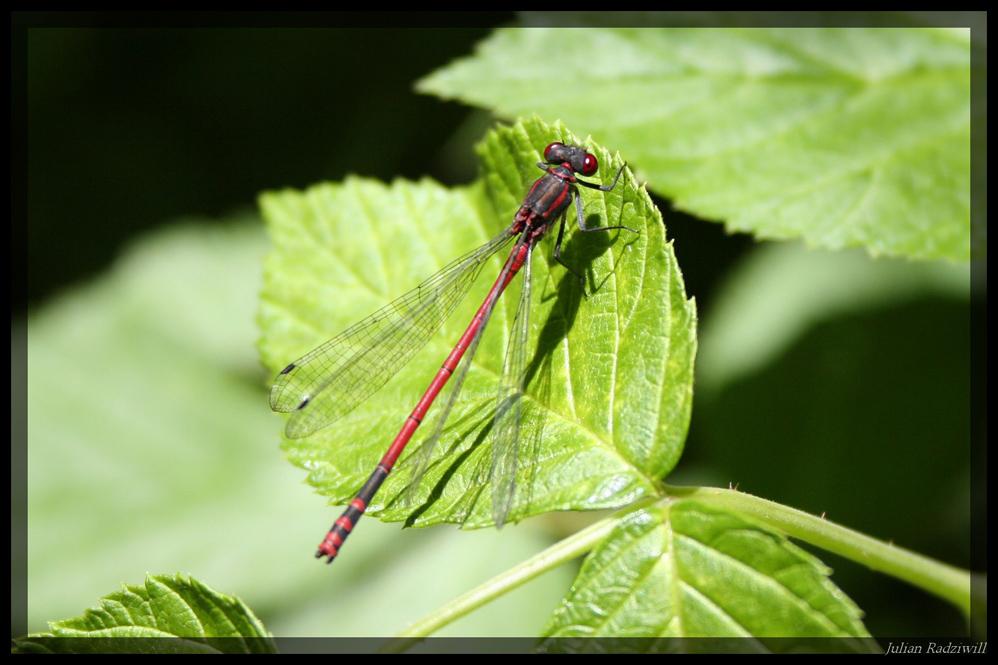 Rote Libelle