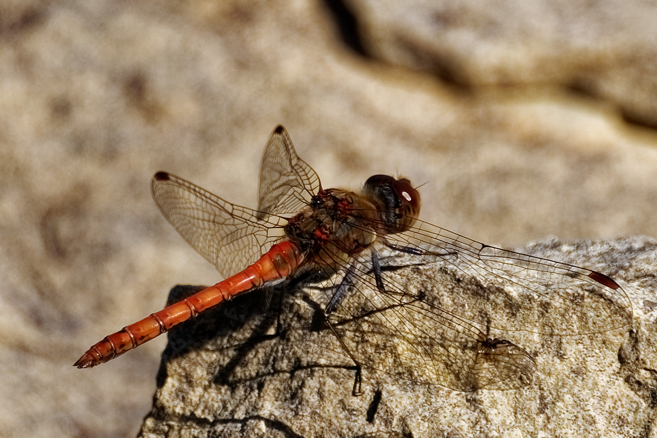 Rote Libelle