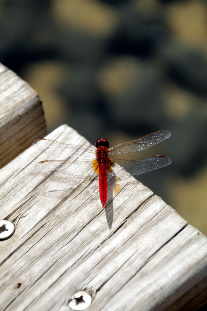 Rote LIbelle