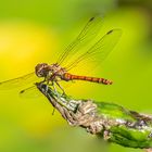 rote Libelle