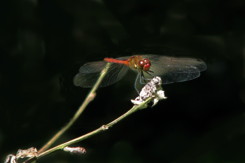 Rote Libelle