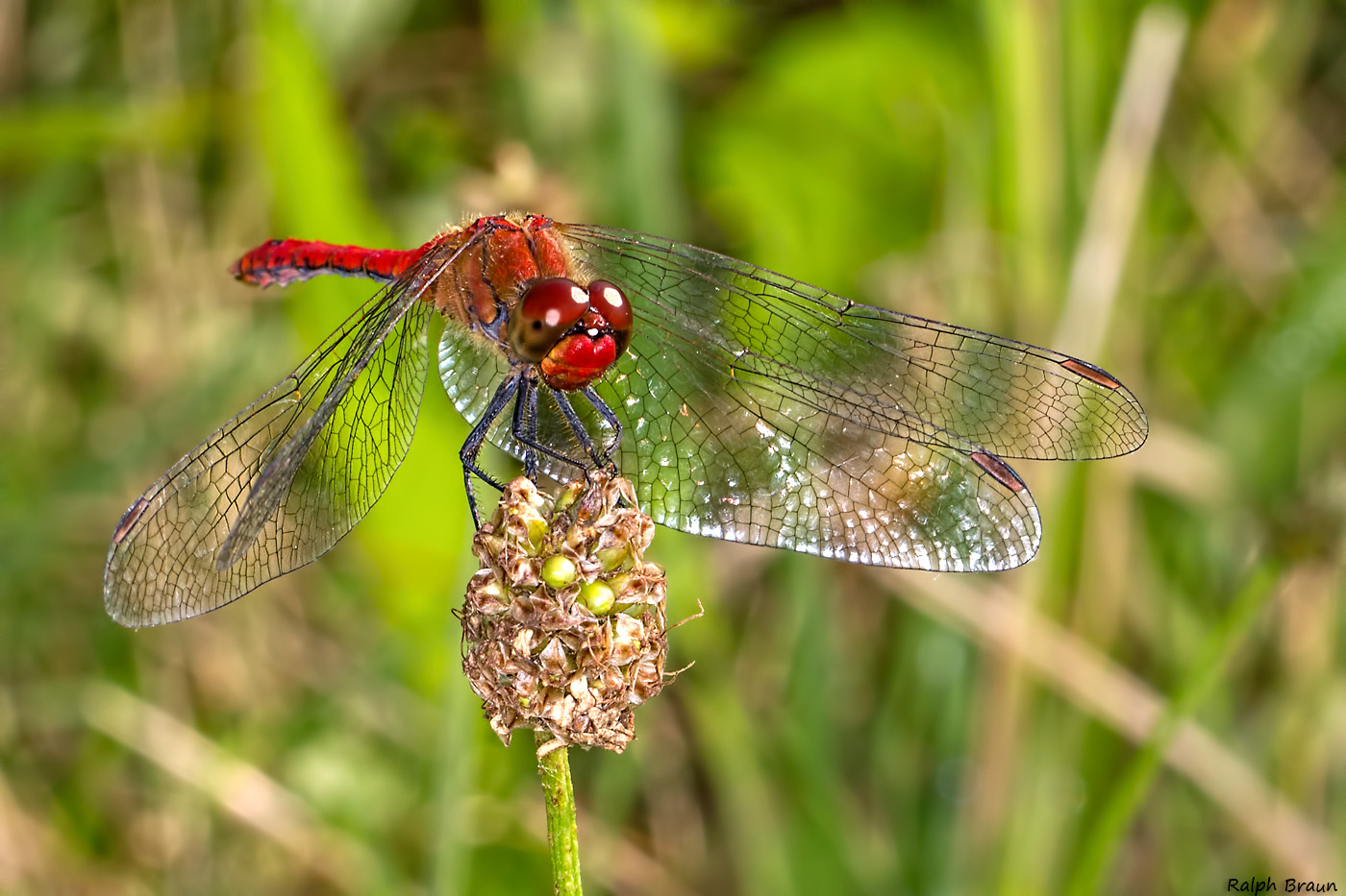 Rote Libelle