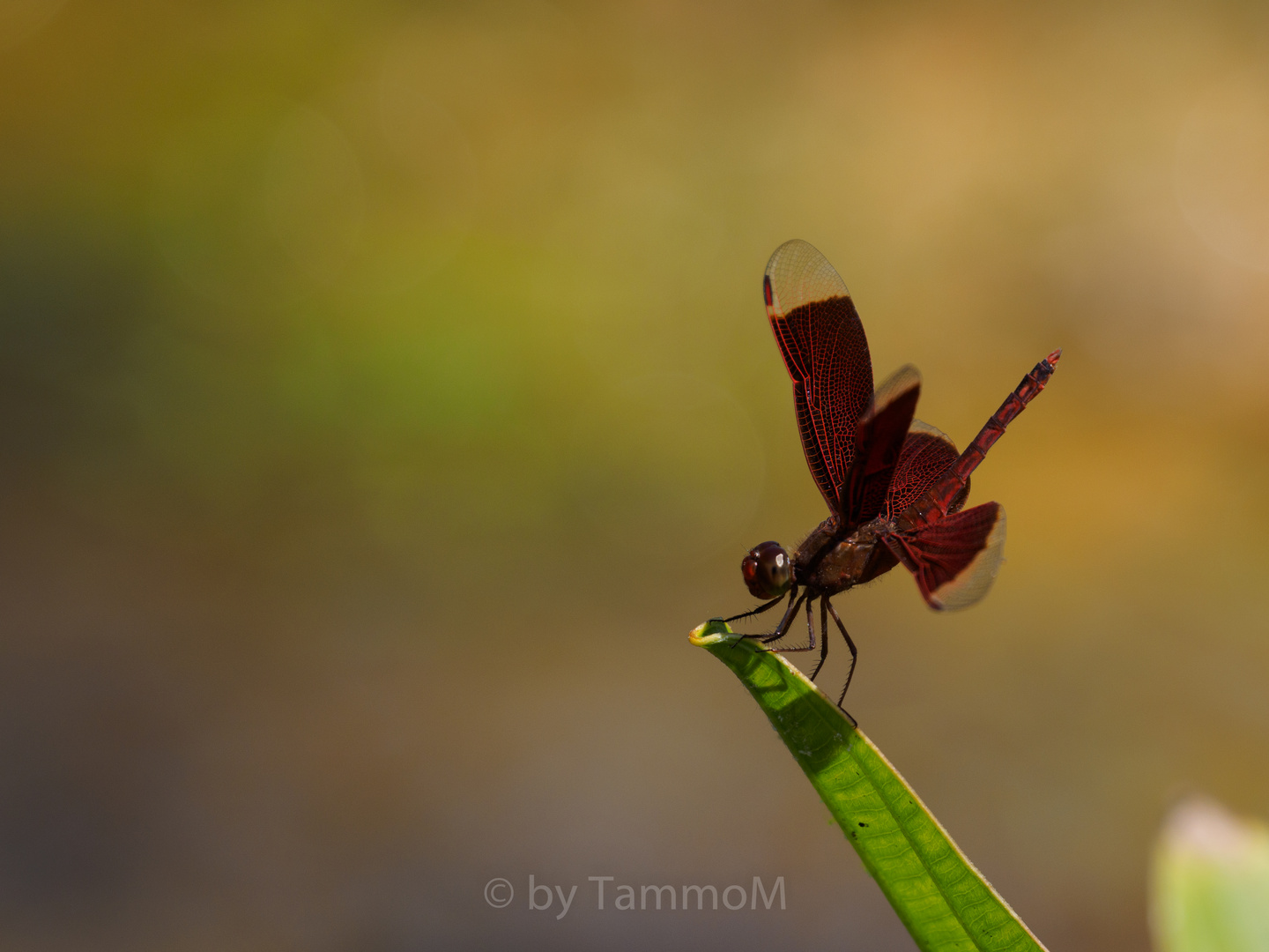 rote Libelle