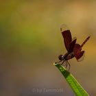 rote Libelle