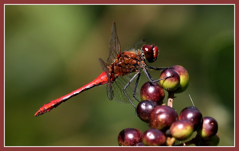 rote Libelle beim Naschen...