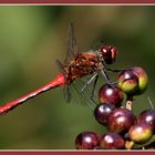 rote Libelle beim Naschen...