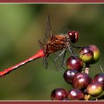 rote Libelle beim Naschen...