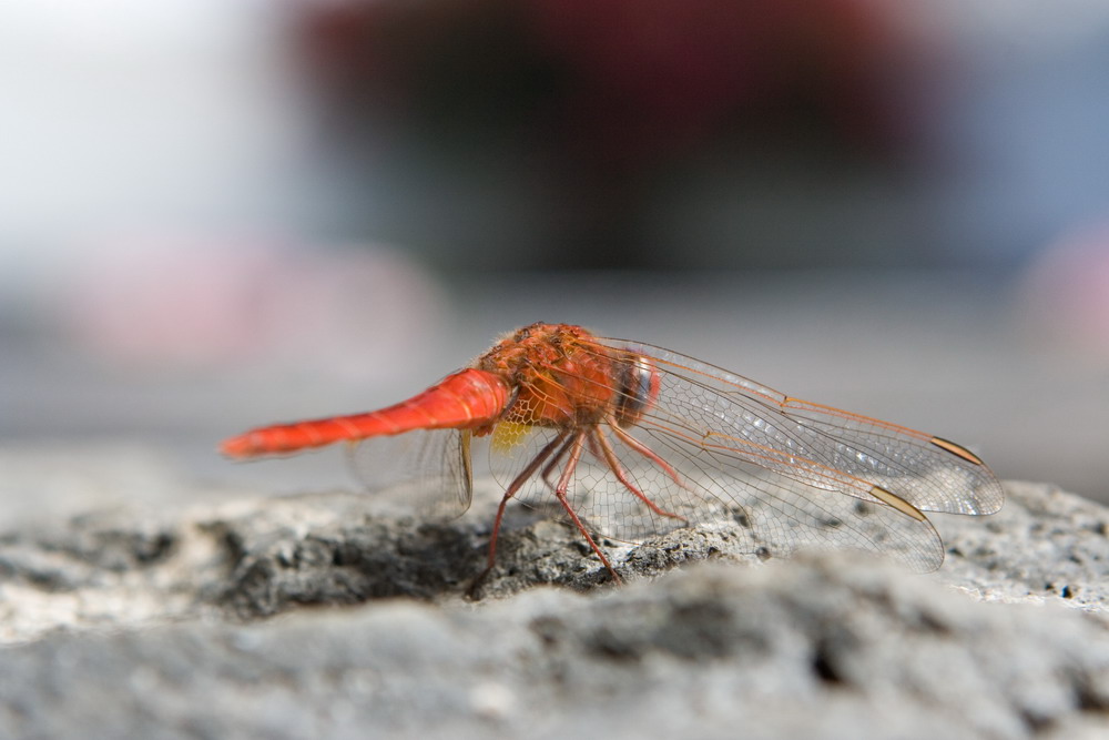 Rote Libelle beim Sonnen