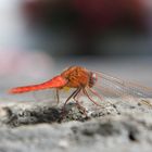 Rote Libelle beim Sonnen