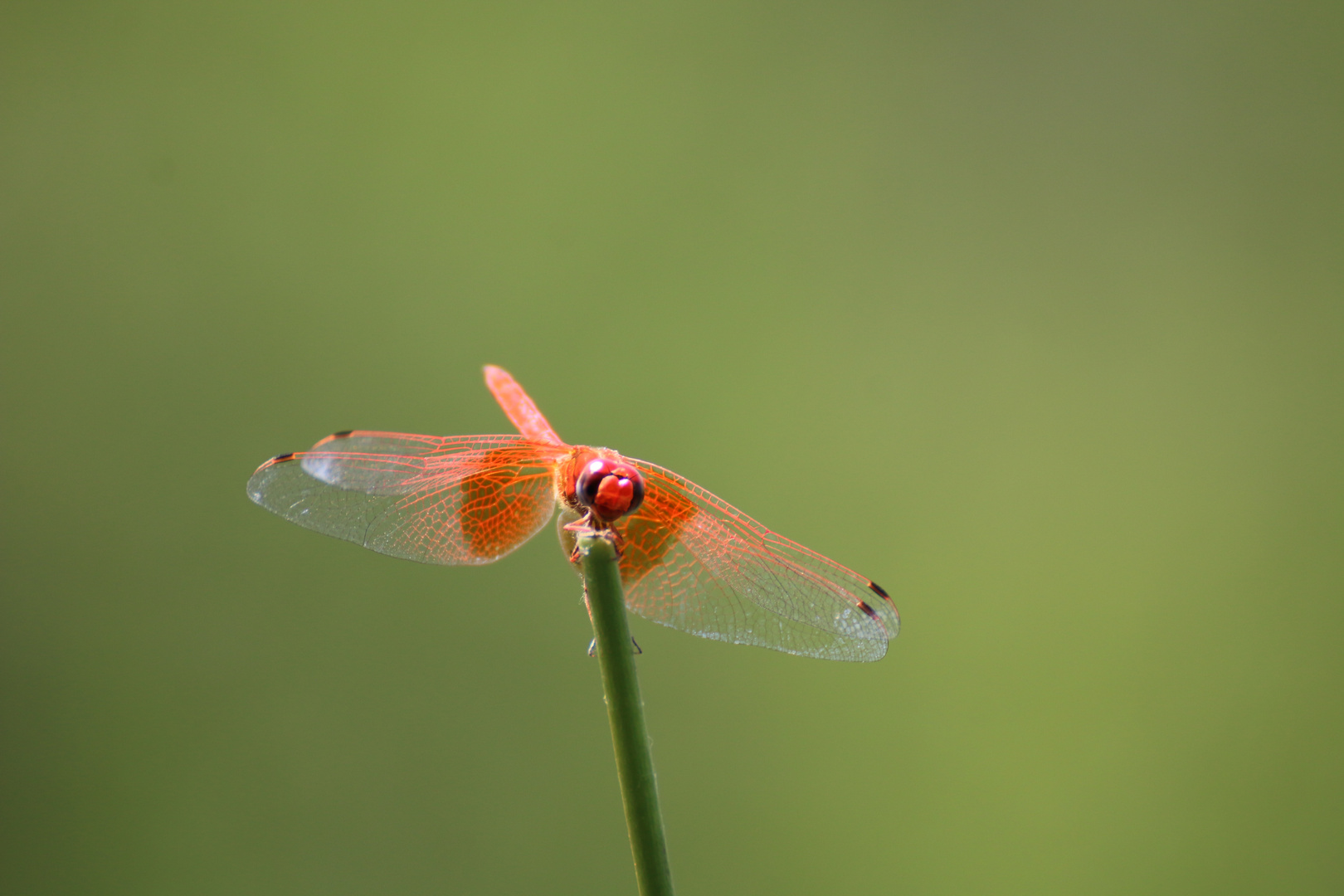 Rote Libelle