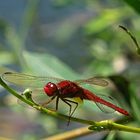 Rote Libelle