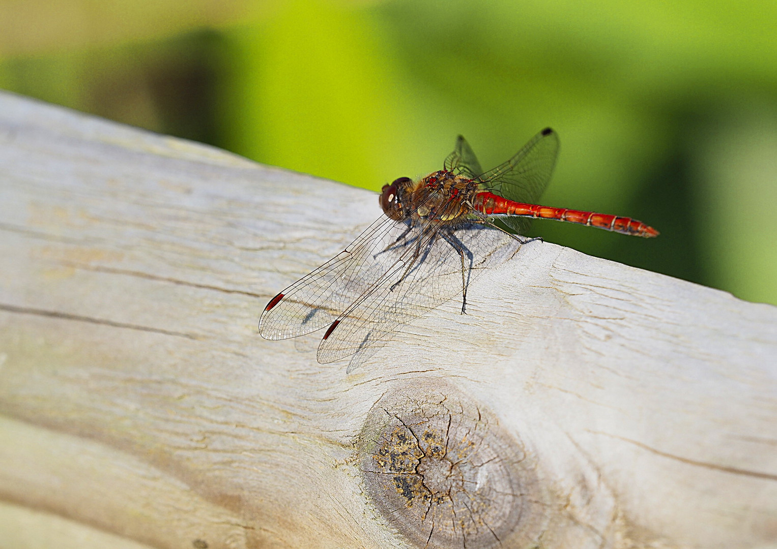 rote Libelle-