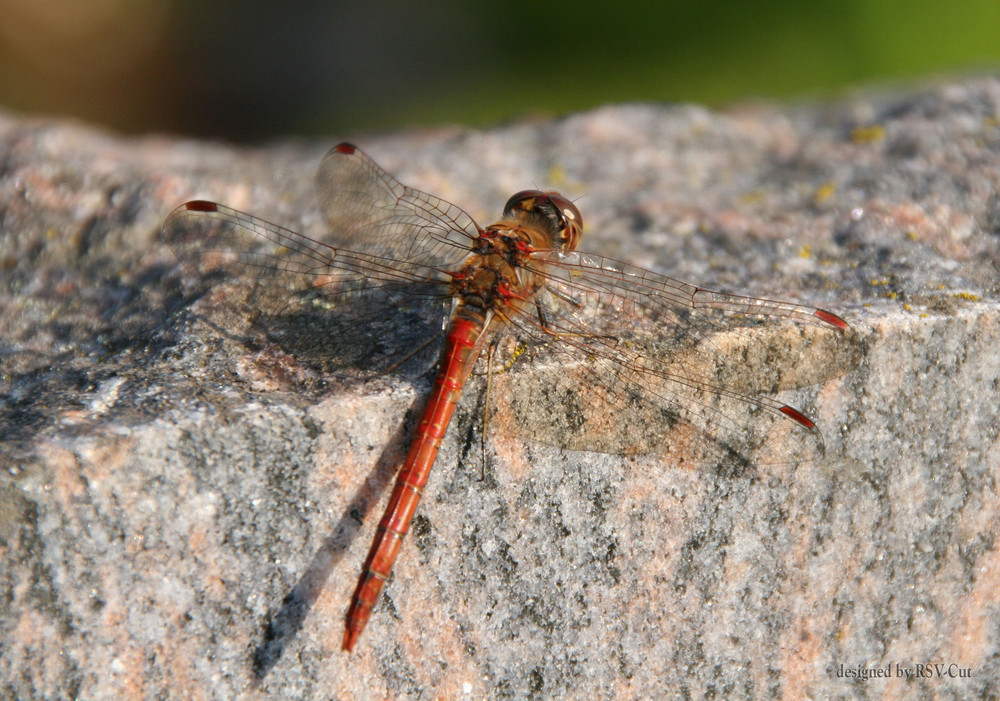 rote Libelle