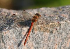 rote Libelle