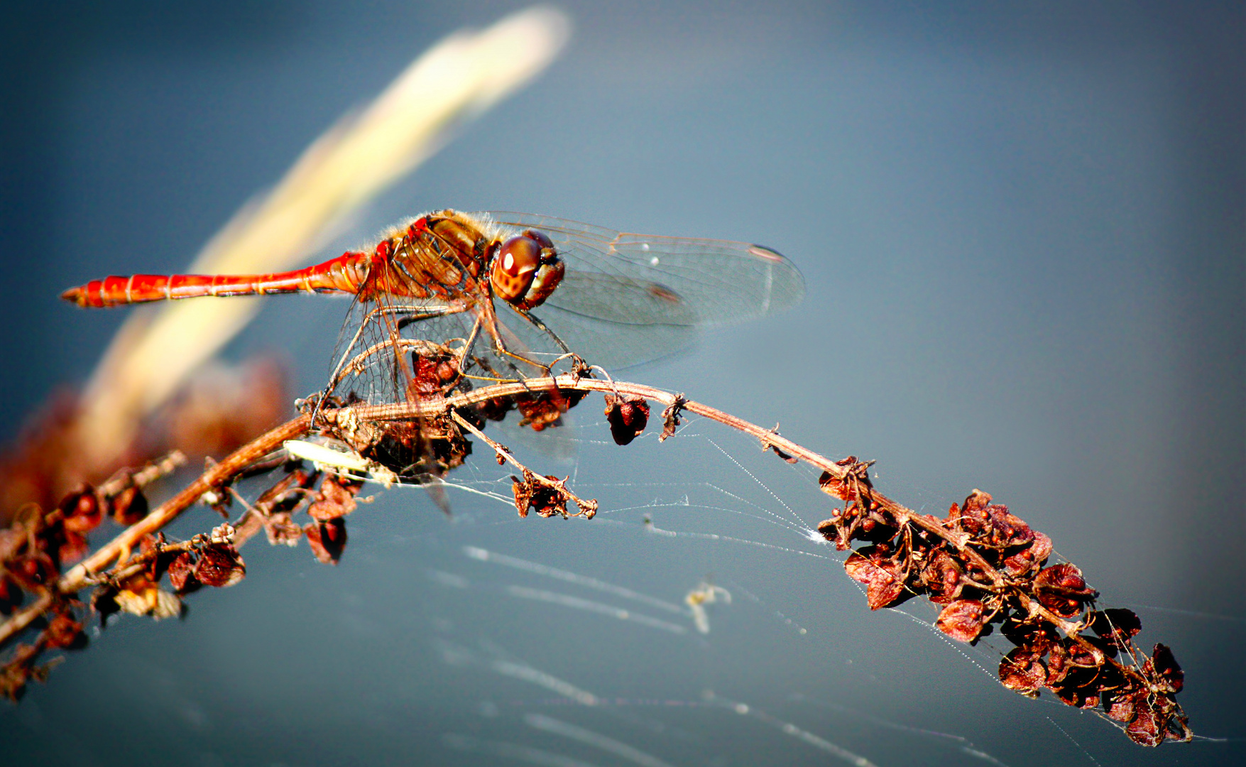 Rote Libelle