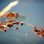 Rote Libelle